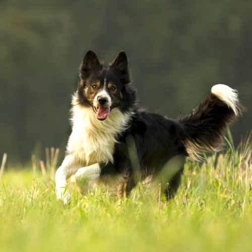 Border Collie