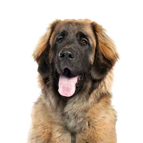 Leonberger