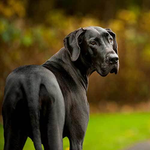 Great Dane