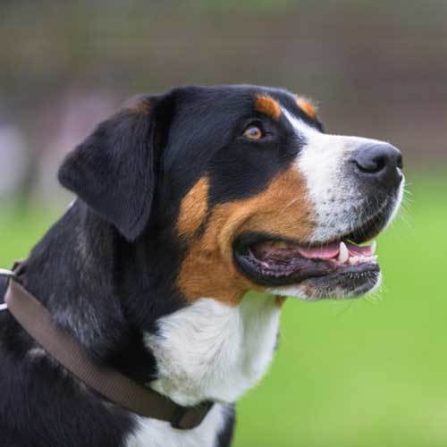 Greater Swiss Mountain Dog