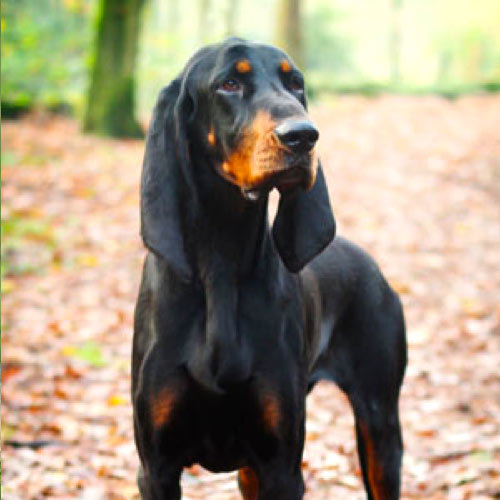 Black And Tan Coonhound