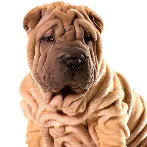 Sharpei