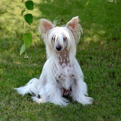 Chinese Crested