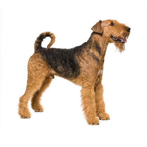 Airedale Terrier