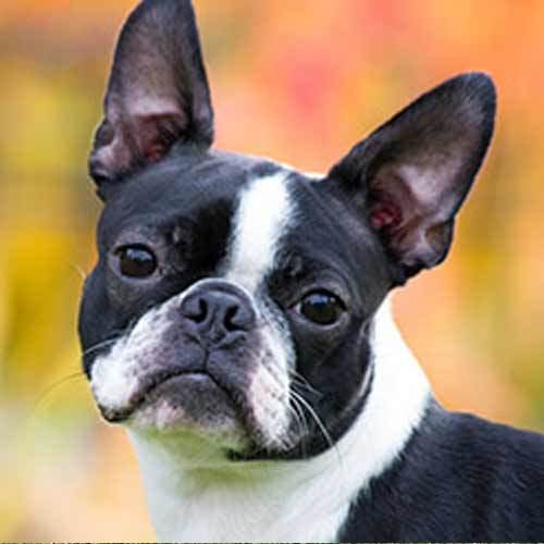 Boston Terrier