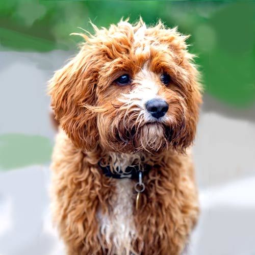 Cavapoo