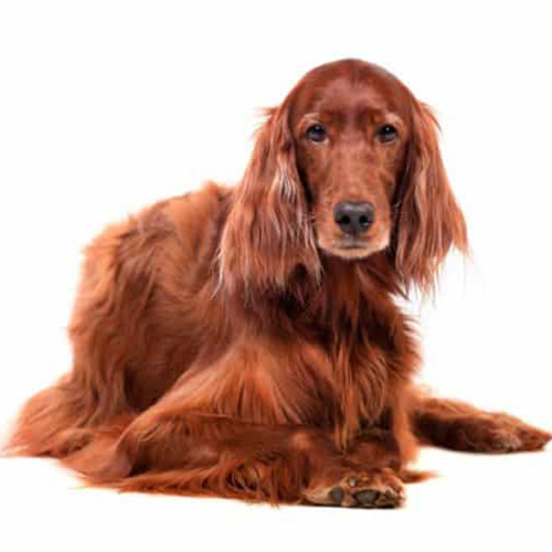 Irish Setter