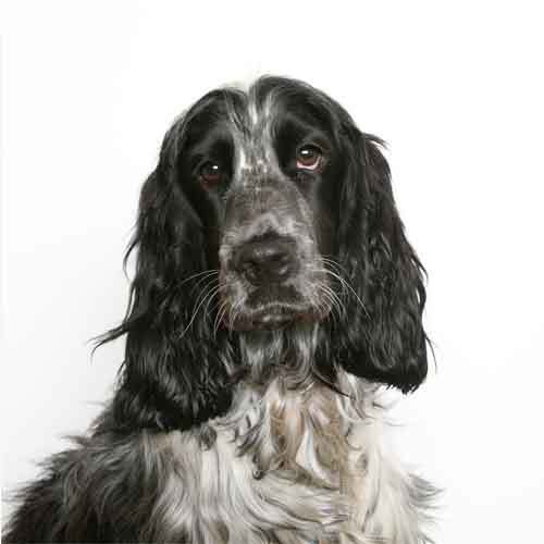 Cocker Spaniel English