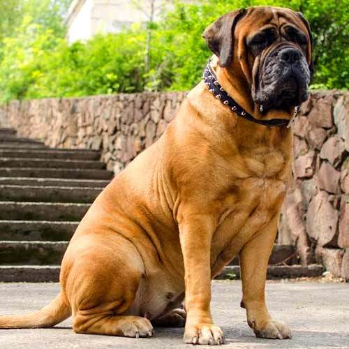 Bull Mastiff