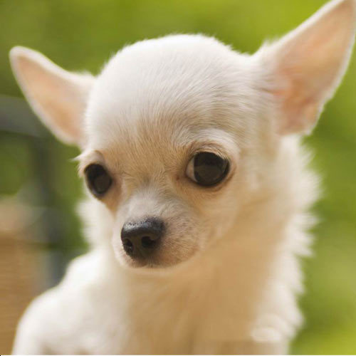 Chihuahua