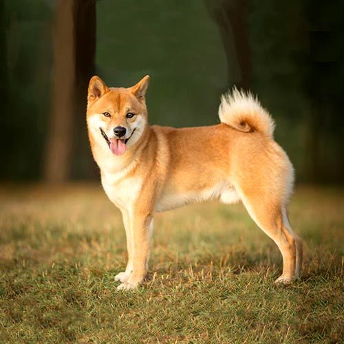 Shiba Inu