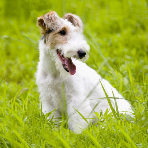 Wire Fox Terrier