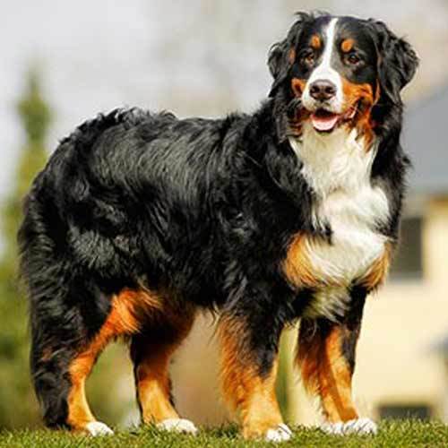 Bernese Mountain Dog