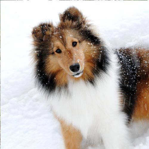 Sheltie