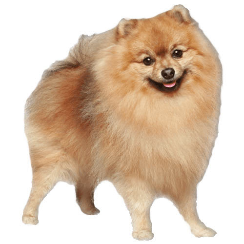 Pomeranian