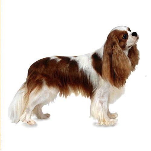 Cavalier King Charles