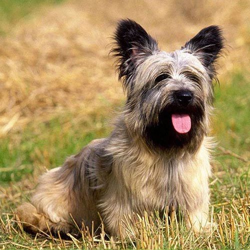 Skye Terrier