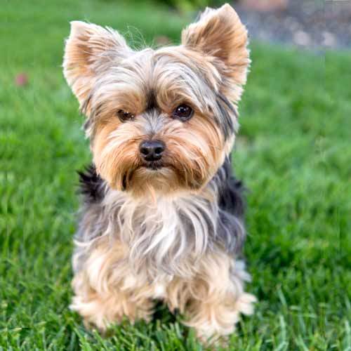 Yorkie