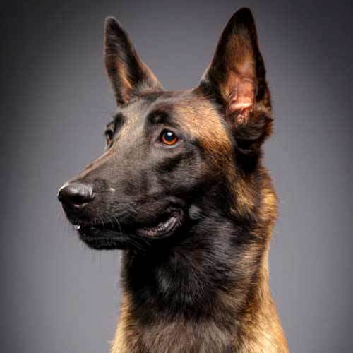 Belgian Malinois