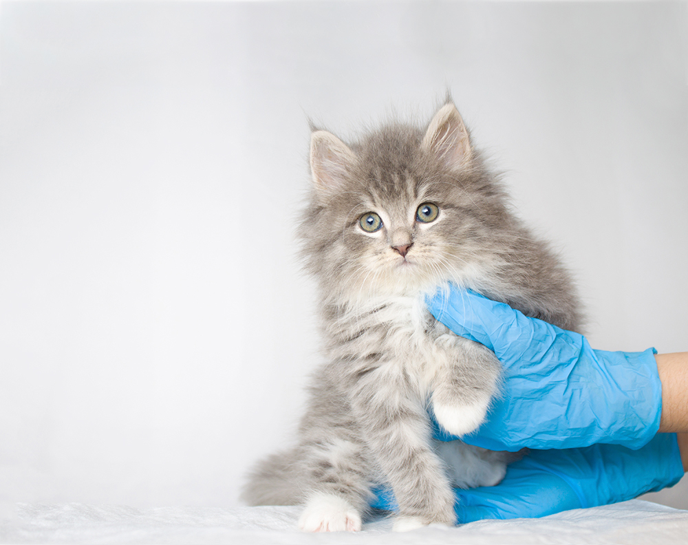 Veterinaria Farmacia Mondéjar