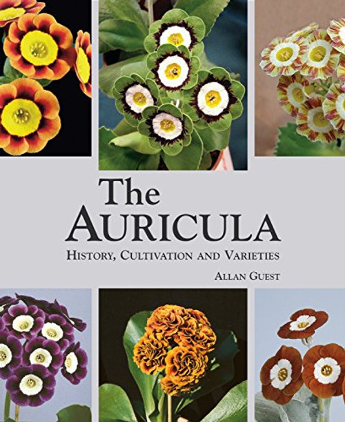 The Auricula: History, Cultivation and Varieties