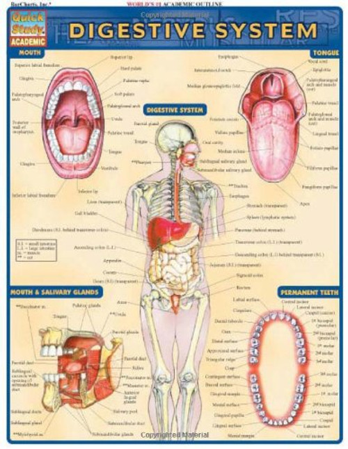 Digestive System (Quick Study Academic)