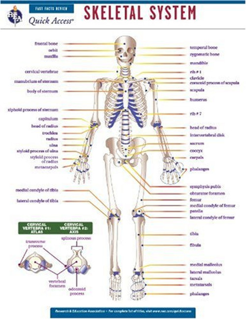 Skeletal System - REA's Quick Access Reference Chart (Quick Access Reference Charts)