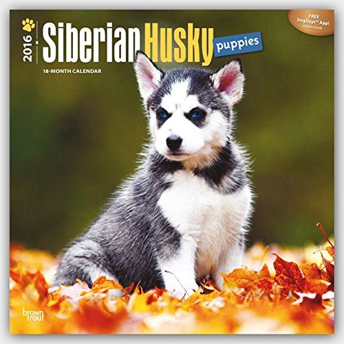 Siberian Husky Puppies 2016 Square 12x12