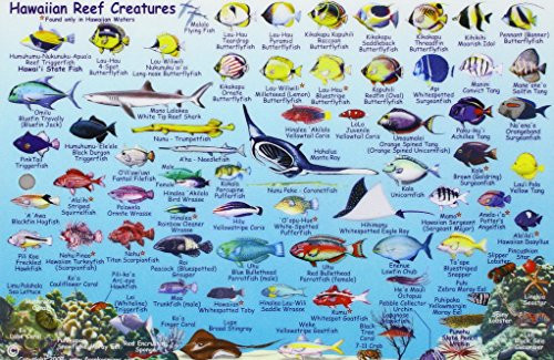 Hawaiian Islands, Reef Creatures Fish ID Card