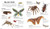 My First Encylopedia of Bugs: A First Encyclopedia With Supersize Pictures