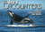 Orca Encounters