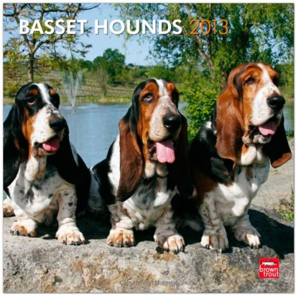 Basset Hounds 2013 Square 12X12 Wall Calendar (Multilingual Edition)