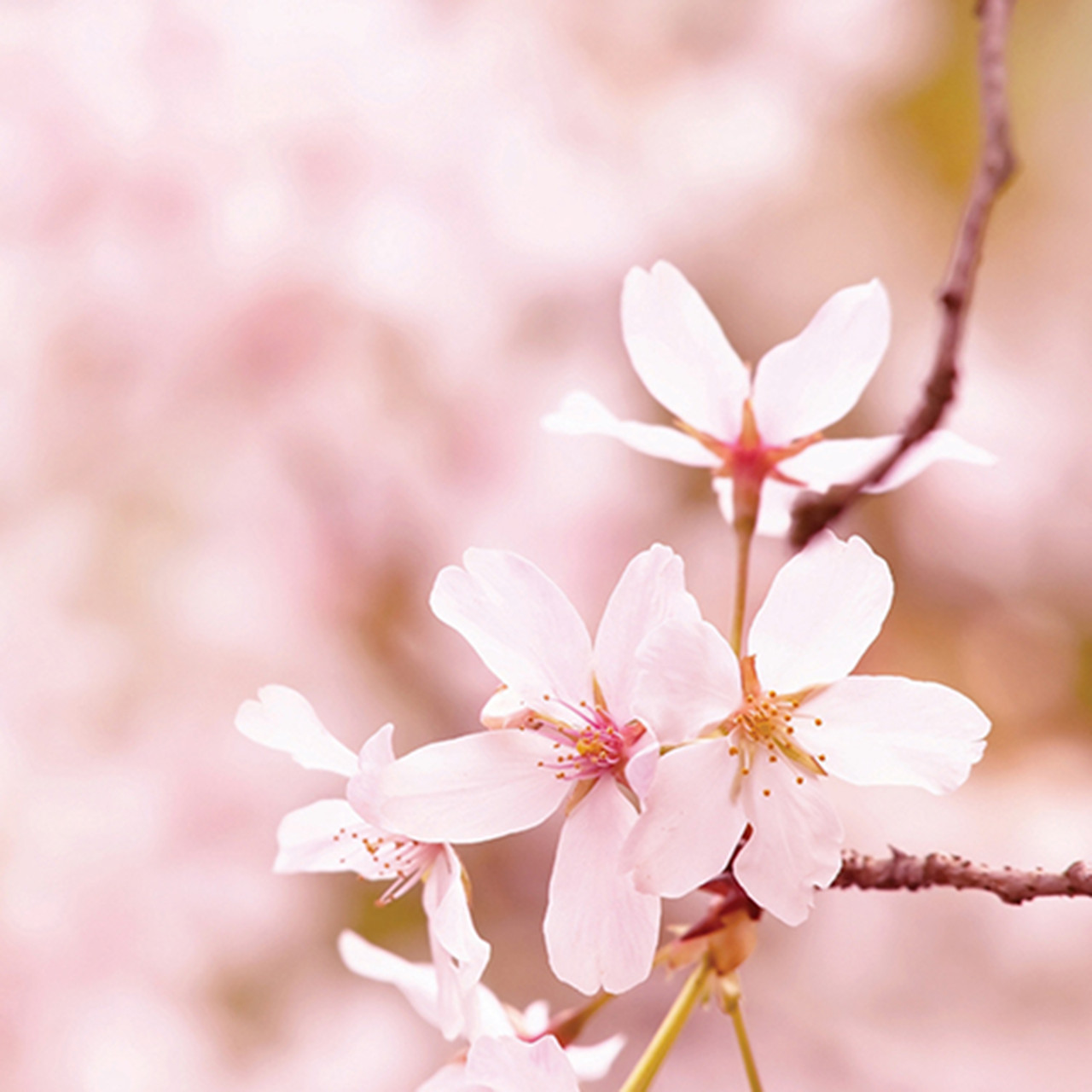 Cherry Blossom Classic Wax Melts