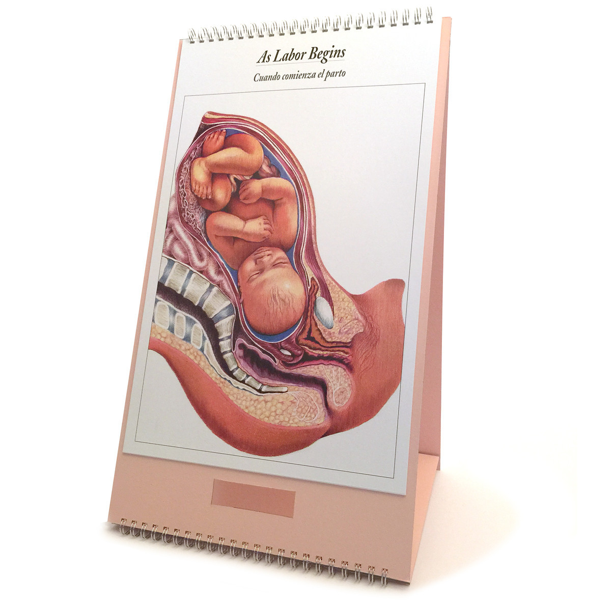 Birth Process Model Set, 3B Scientific | Cascade Health Care