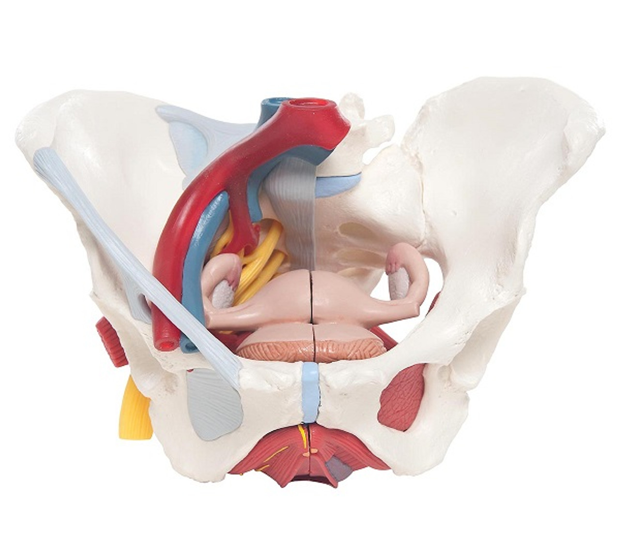 female pelvic ligaments during pregnancy