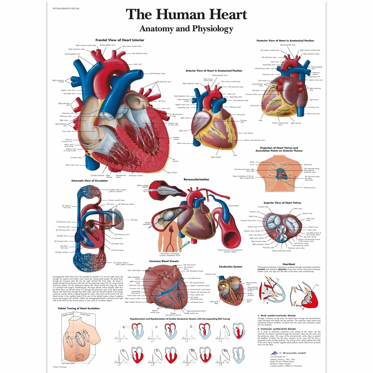Human Heart Wall Chart 3B Scientific No Sales Tax Cascade HealthCare
