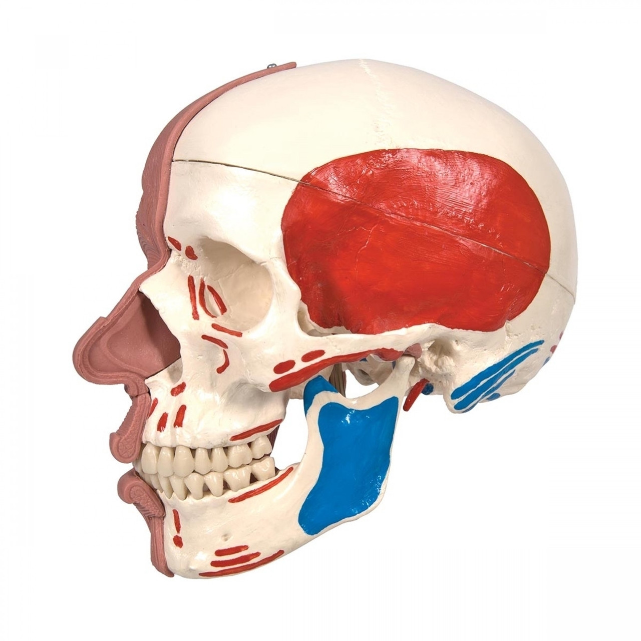 Muscle Insertion Origins Vision Scientific Human Skull Model With ...