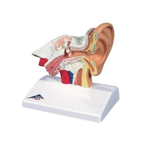 Ear Model for Desktop, 3B Scientific E12 No Sales Tax Cascade HealthCare