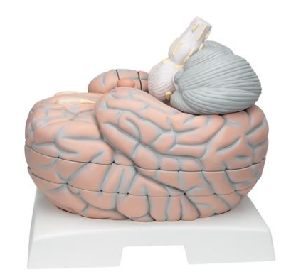 Giant Brain Model No Sales Tax Cascade Healthcare