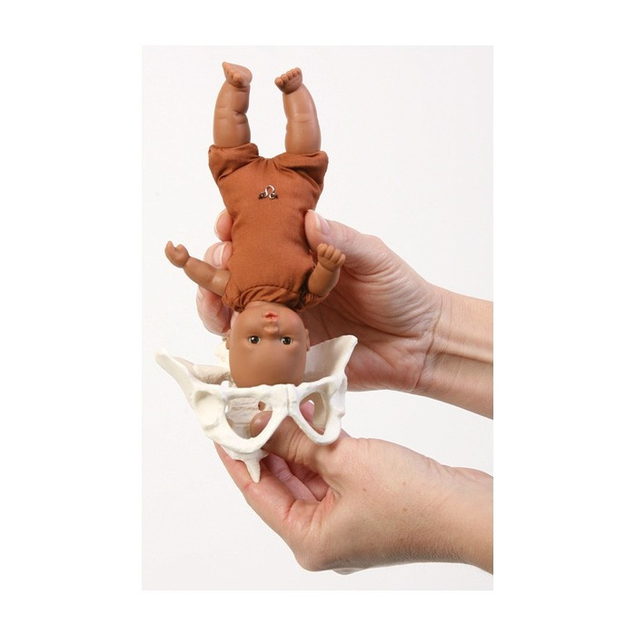 Childbirth Mini Model Set No Sales Tax Cascade HealthCare