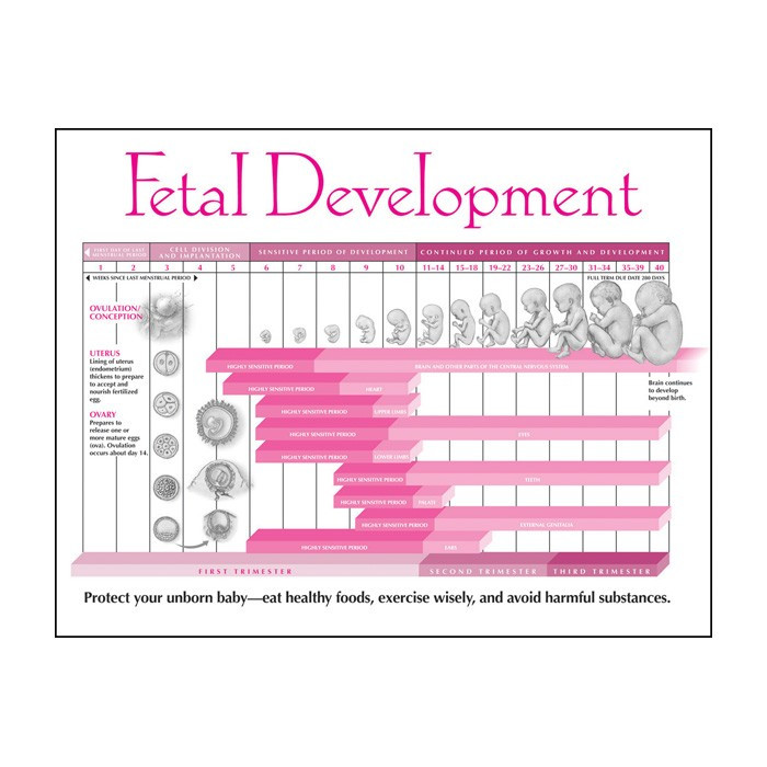 Third Trimester Track Fetal Development Pregnancy Baby Development