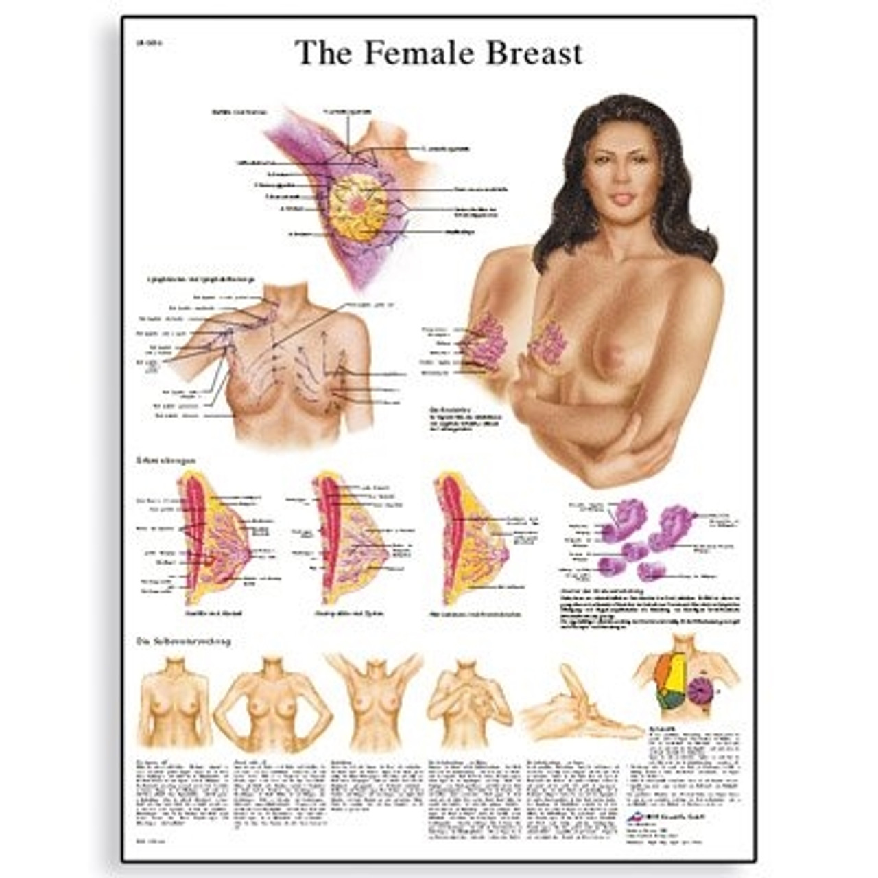 Female Breast Chart, Laminated No Sales Tax Cascade HealthCare