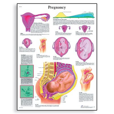 Maternity Chart Pregnancy Chart