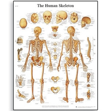 Human Skeleton Chart