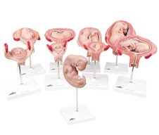  Pregnancy Display Deluxe with 9 Models
