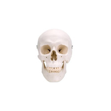 Human Skull Model with 3 Parts