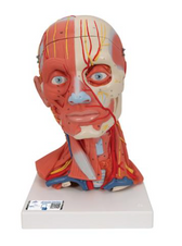 Head and Neck Musculature Model - 5 Part