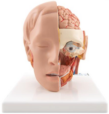 Head Model - 6 Part