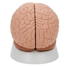 Brain Model - 2 Part