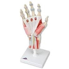 Hand Skeleton Model with Ligaments and Muscles